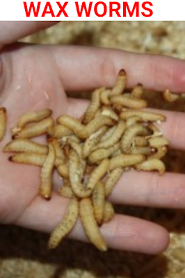 Ice fishing wax worms