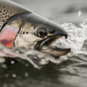 Tips for Planning Your Salmon Fishing Trip