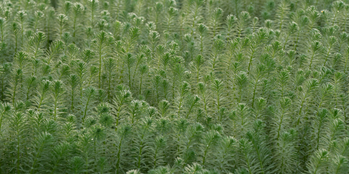 Federal Delta-8 THC Ban Poised to Disrupt Indiana’s Booming Hemp Industry