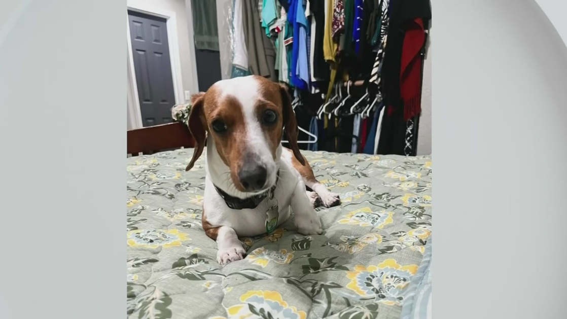 Dog Owner Demands Changes After Pet Killed Outside Miami-Dade Animal Services