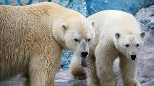 Three members of a family, including a child, were injured in a rare polar bear attack in the far north of Siberia, Russian officials reported Monday. Local police received a report of a polar bear injuring people about 40 kilometers (25 miles) from the village of Nosok at a fishing spot, the regional interior ministry said on Telegram. Nosok is located in the Krasnoyarsk region inside the Arctic Circle. The ministry confirmed that the victims, born in 1983, 2006, and 2015, were injured in the attack. The family was evacuated to safety and received immediate assistance. Officials did not specify the severity of the injuries but noted that one person may require hospitalization. Polar bear attacks on humans are extremely rare, but experts say shrinking sea ice caused by global warming is forcing the animals closer to inhabited areas in search of food. Arctic temperatures have been rising at more than double the global rate since 2006, according to a NOAA report released last month. Recent attacks highlight the growing risk: in August 2024, two polar bears killed a worker at a remote radar site in the Canadian Arctic, and four months later, a man in Northern Ontario was seriously injured protecting his wife from a polar bear. In 2023, a polar bear killed a woman and her young son in Wales, Alaska, marking the first fatal polar bear attack in the state in 30 years.