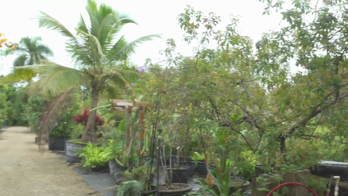 South Florida Farmers Brace for Freezing Temperatures Threatening Crops