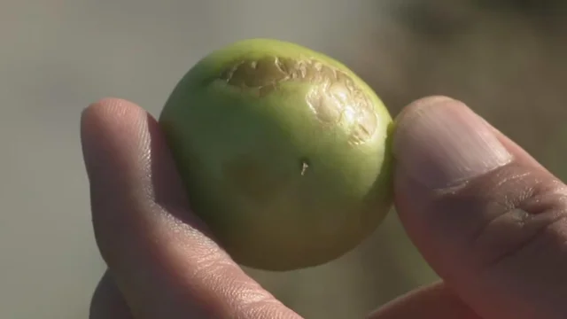 South Florida farmers warn freezing temperatures could drive up produce prices