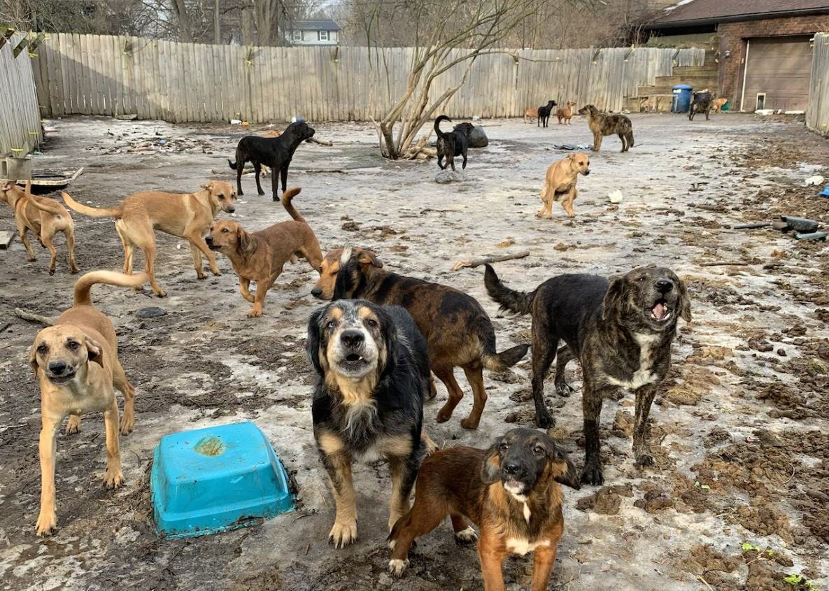 Couple charged in Flint Township animal hoarding case, nurses’ strike continues and more local news