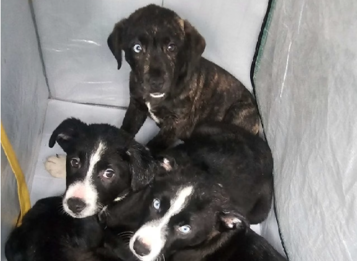 Michigan man charged after abandoning seven puppies in freezing conditions