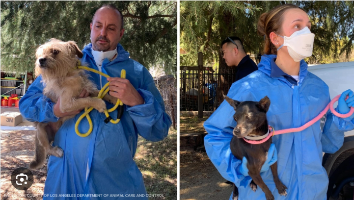 Pets Moved from Overcrowded Los Angeles County Shelters to Chicago Area Facilities After Major Rescue Operation