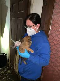 Authorities Reviewing Charges After 90+ Animals Seized From Flint Township Home