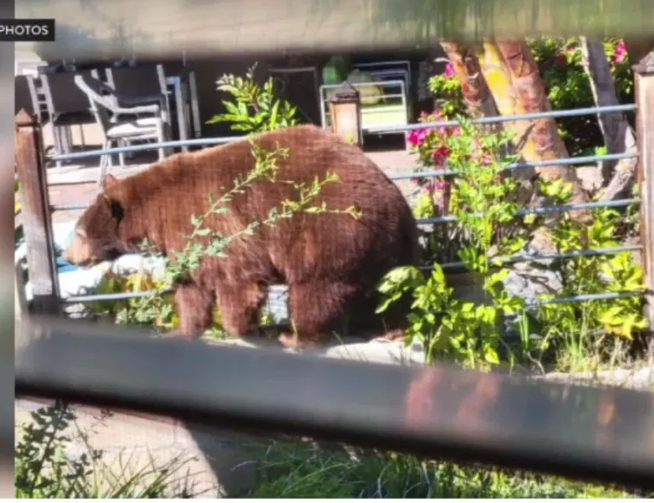 California Bill Seeks to Protect Wildlife from Euthanasia, Promote Human-Animal Coexistence