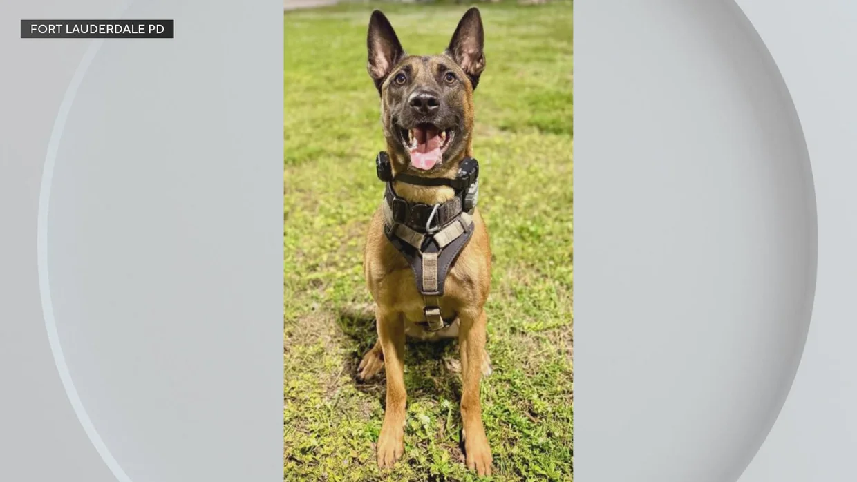 Fort Lauderdale Police K-9 Shot by Armed Suspect During Burglary Call, Undergoes Surgery
