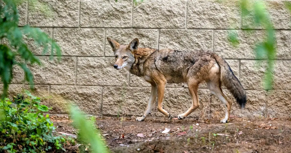 3-Year-Old Attacked by Coyote Outside Southern California Home; Wildlife Officials Launch Search